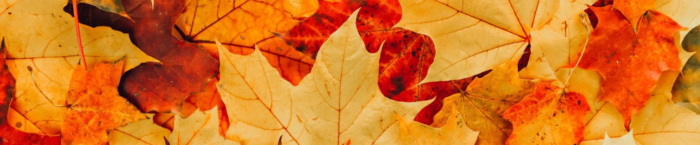 Close up van gele, en rode herfstbladeren