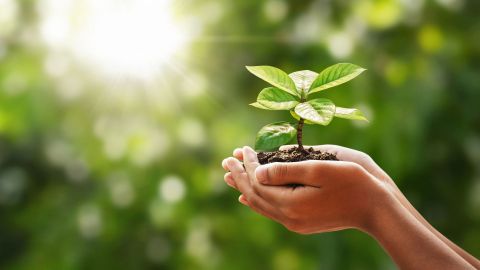 Handen houden een jonge plant met aarde vast, tegen een groene, onscherpe achtergrond met zonlicht.