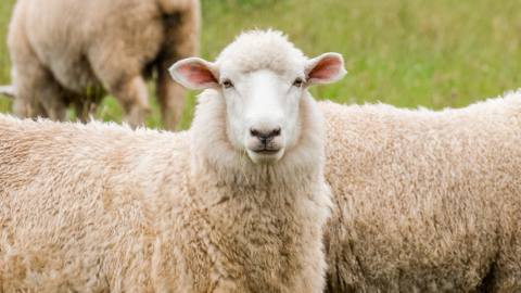 schapen op een weiland